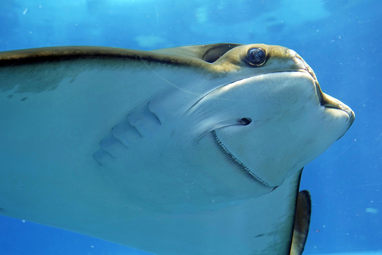 一人旅で楽しむ水族館観光のおすすめスポットは？