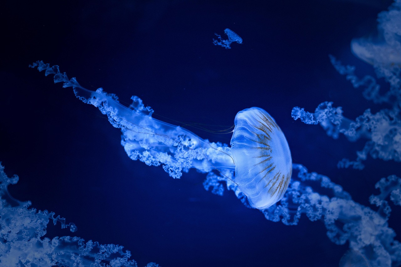 一人旅で楽しむ水族館観光の魅力とは？